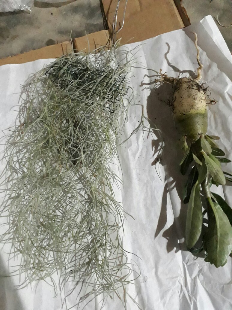 Tanaman Hias Gantung Jangut Musa