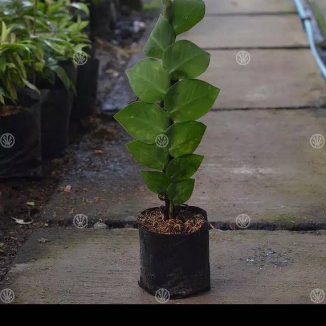 Tanaman hias climbing dollar besar