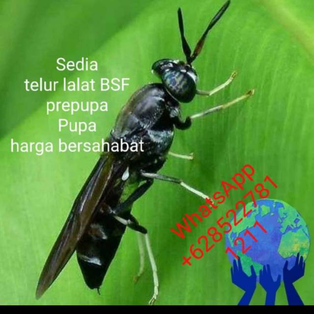 magotkering_telurbsf