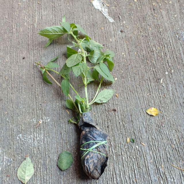 Bibit Tanaman Daun Mint