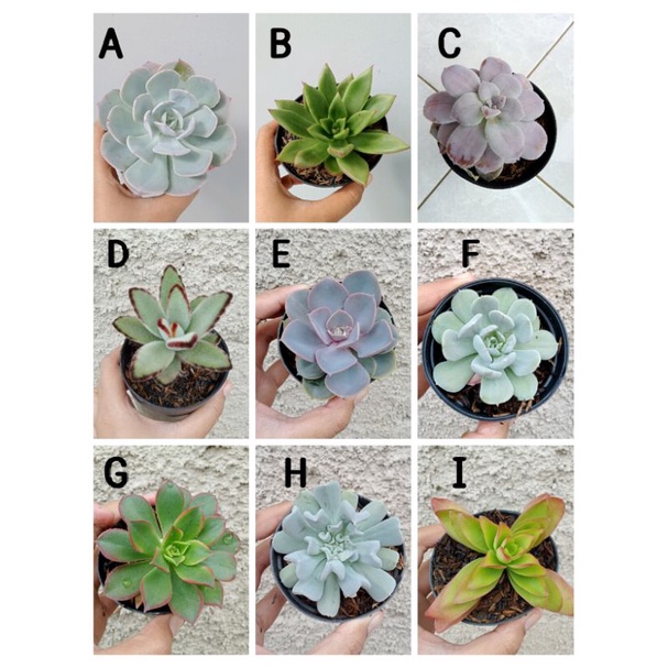 Sukulen Mini Pot 8 / Bisa Pilih Jenis / Tanaman Hias Hidup / Gratis Pot