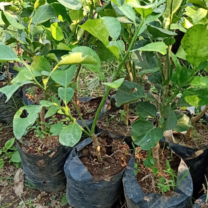 Bibit Jeruk asli red pamelo