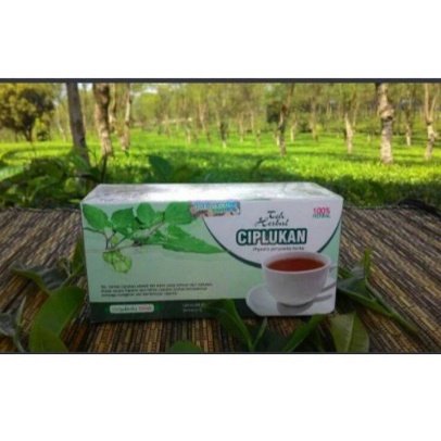 TEH HERBAL CIPLUKAN ASLI. OBAT DIABET. PEMBENGKAKAN,BATUK,SAKIT TENGGOROKAN ORIGINAL 20 kantong