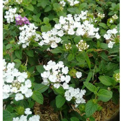 lantana putih