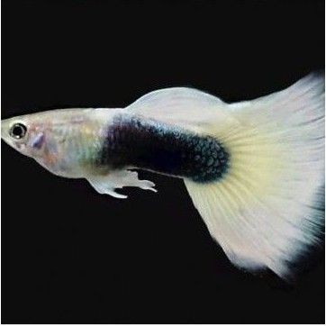 ikan Hias Guppy tuxedo whait sepasang siap bred