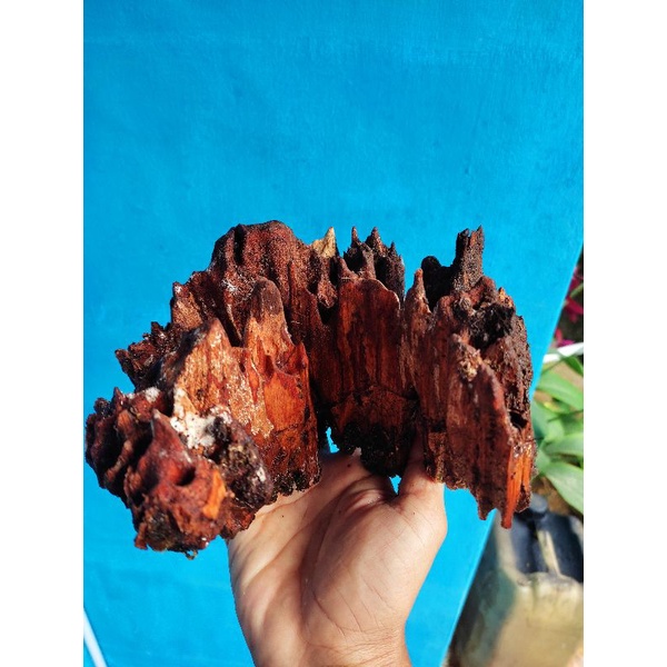 fosil kayu untuk aquascape