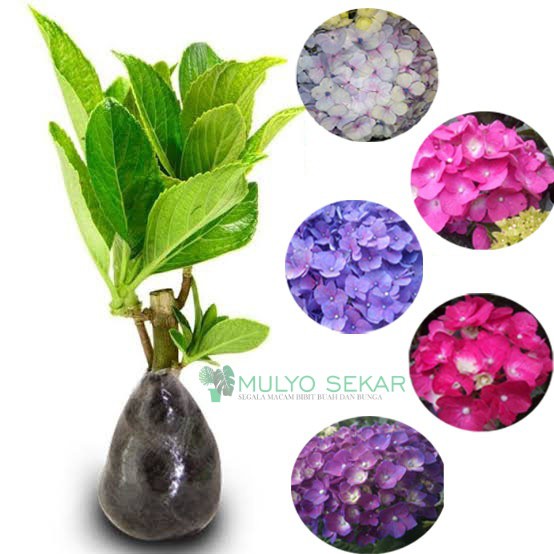paket 5 warna bibit Pancawarna tanaman Hortensia