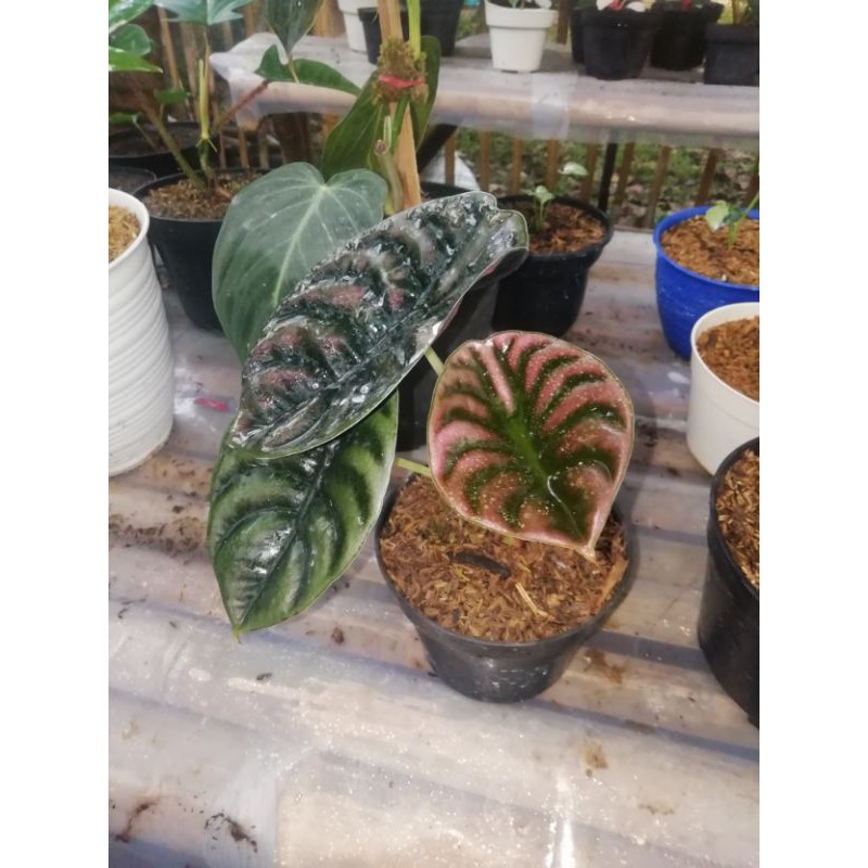 alocasia cuprea - keladi tengkorak