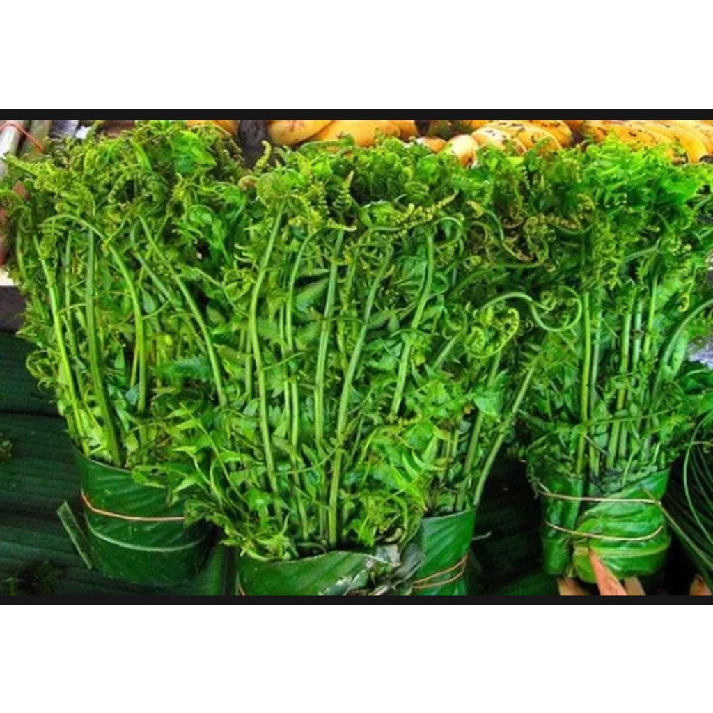 

SAYUR PAKIS / SAYURAN SEGAR 1 IKAT FRESH