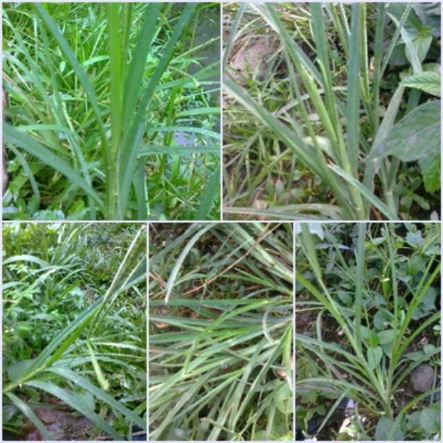 

Rumput belulang fres segar 1kg