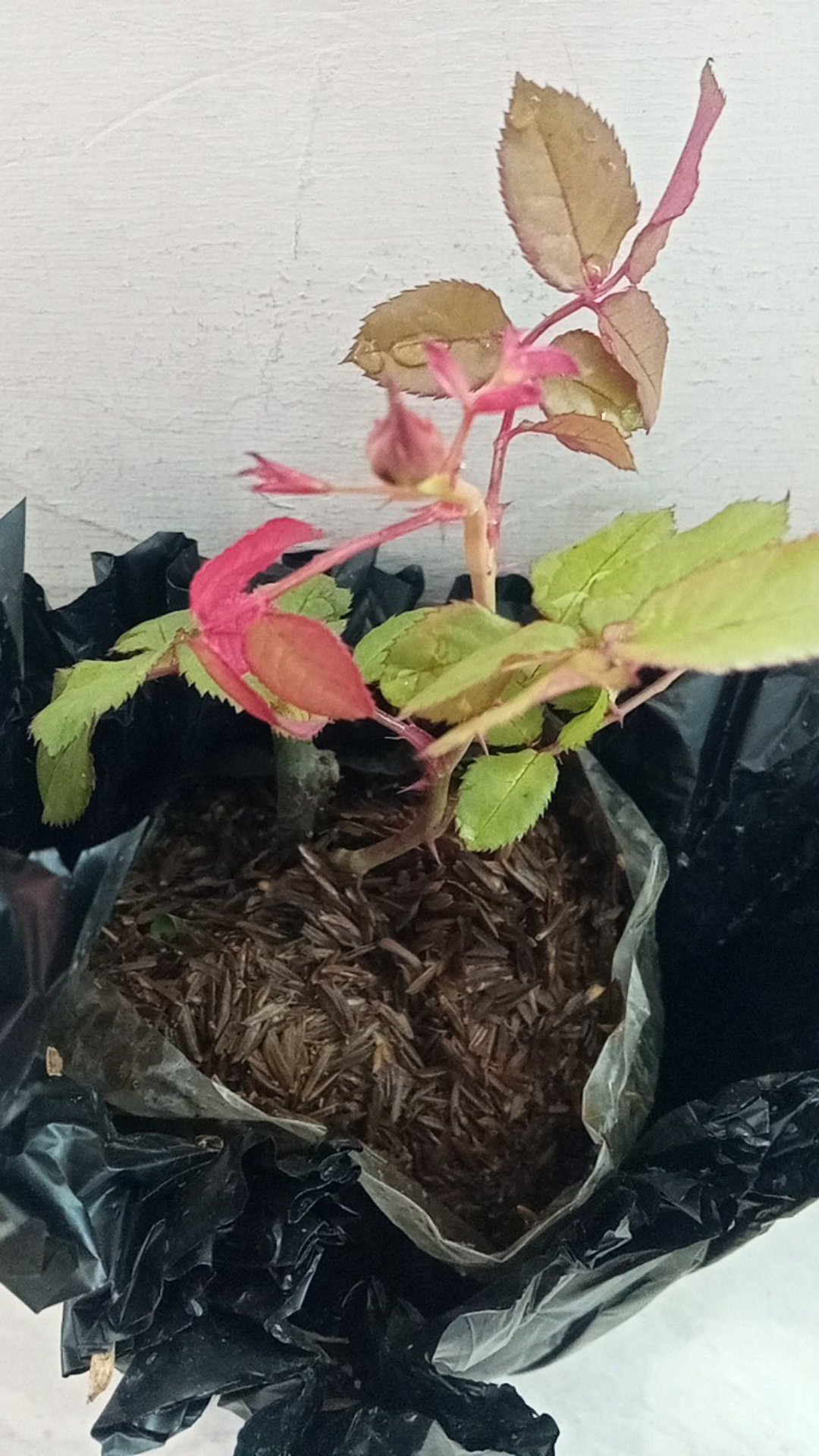 Mawar Import Id Edith