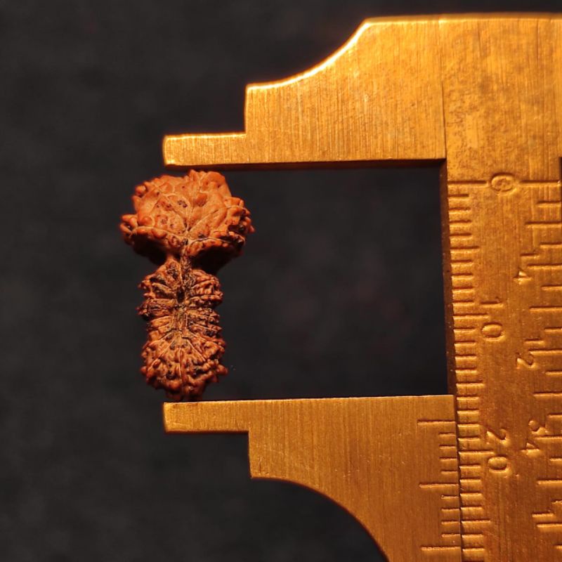 Mukhi 20 gs | 20 face rudraksha