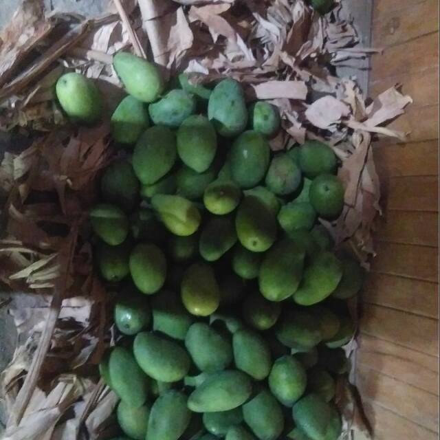 Mangga gadung