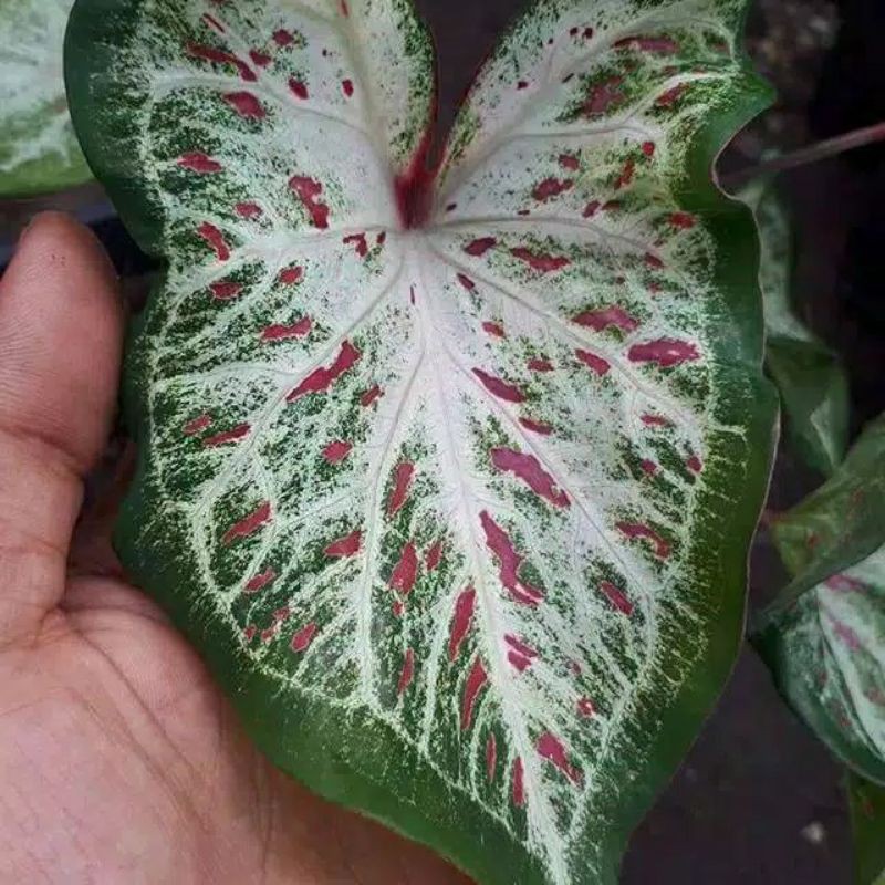 Caladium Tanaman Hias Keladi Corong Keladi Cantik Shopee Indonesia