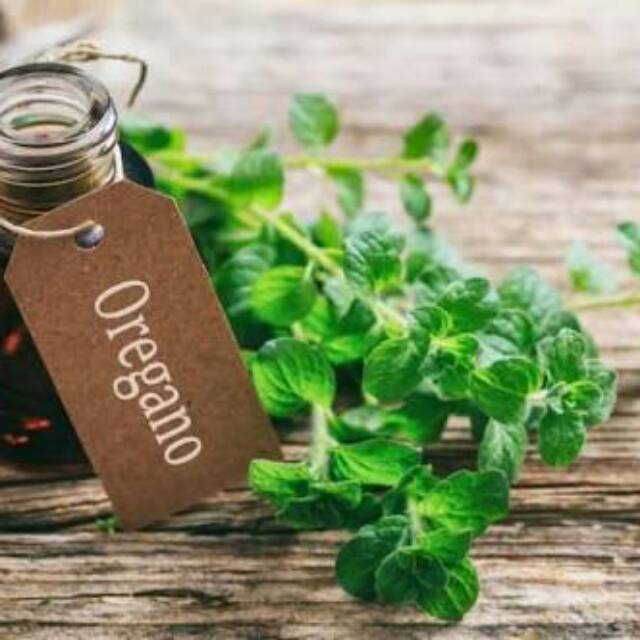 organic Oregano essential oil