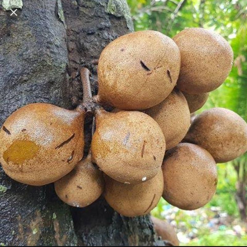 Bibit Buah Kepel Asli Jogja Kualitas Unggul Segar