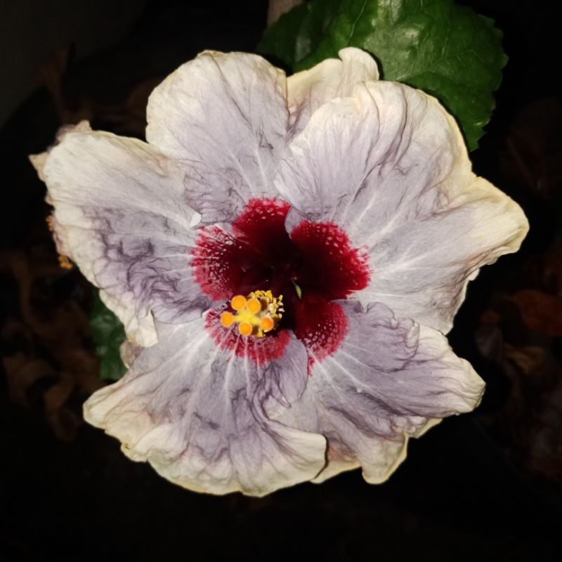 bibit tanaman hias bunga kembang sepatu hibiscus import langka LOB