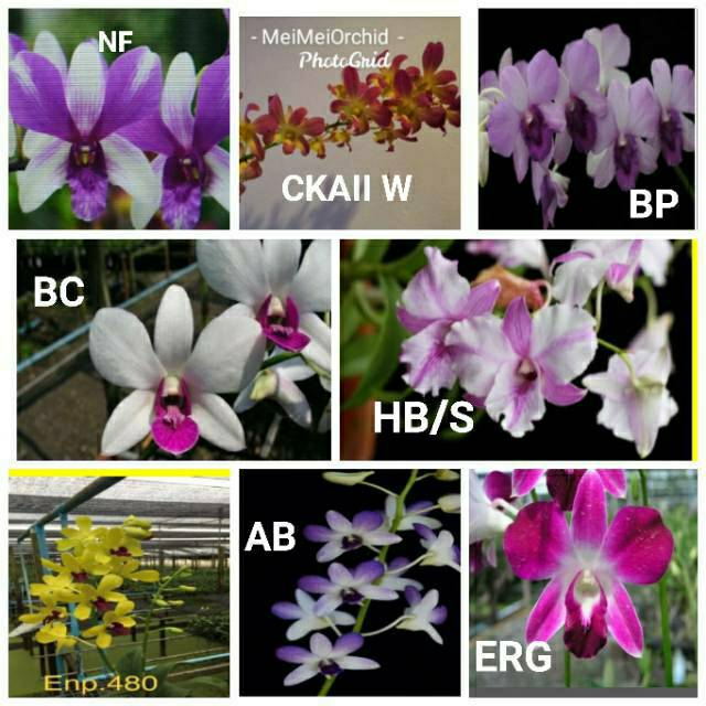 Anggrek Dendrobium Thailand Aneka Warna Shopee Indonesia
