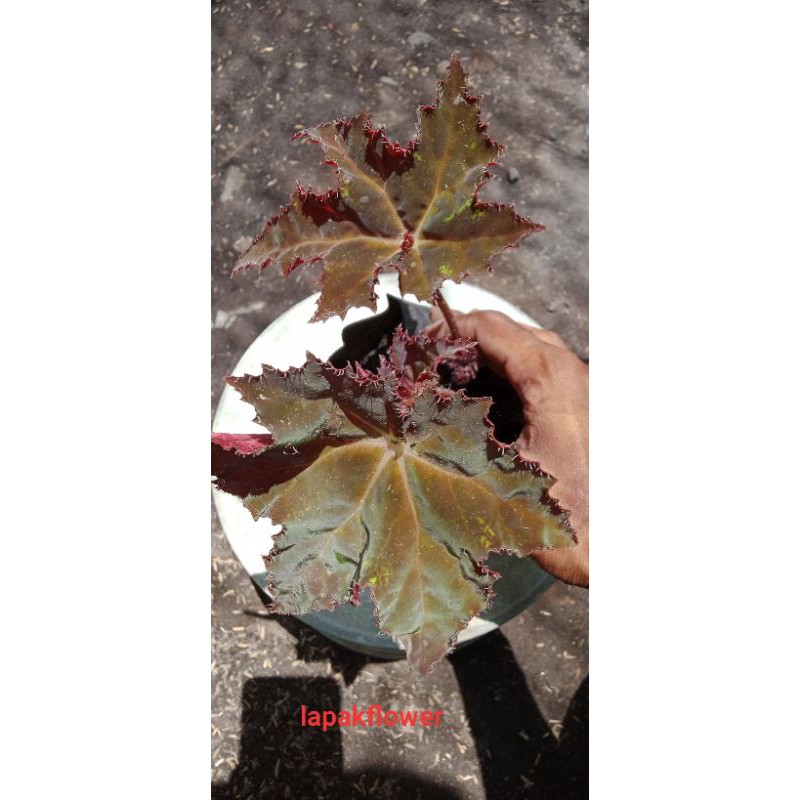 BEGONIA BINTANG