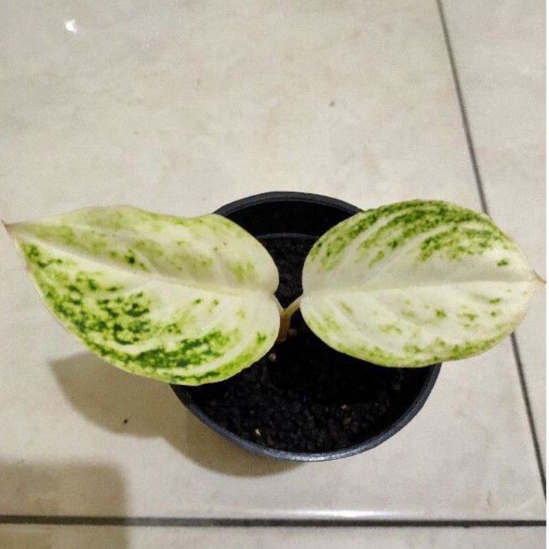 bibit aglonema legacy anakan/aglonema termurah