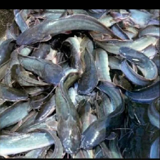 

IKAN LELE SEGAR