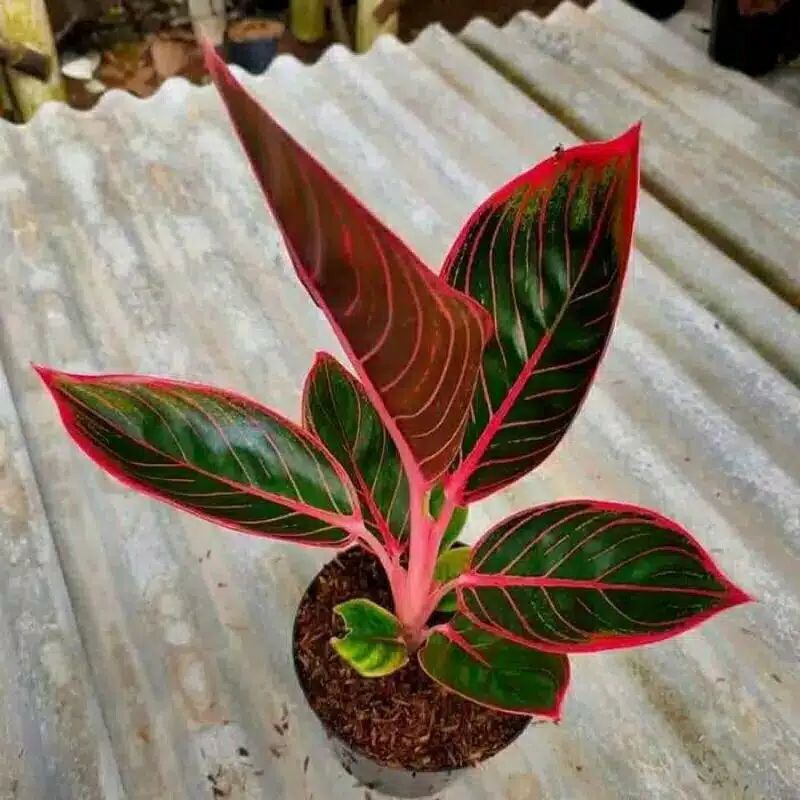 ( BISA COD ) Bibit tanaman hias aglonema | Bonggol Aglonema Kanza / Khanza