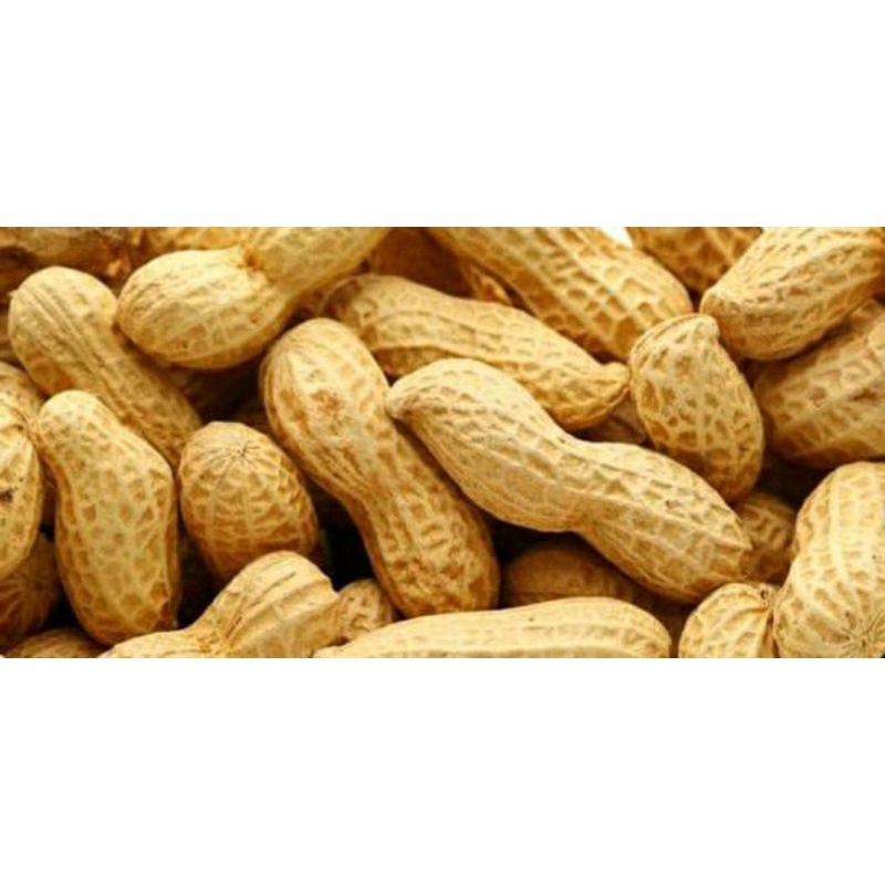 

kacang kulit asin 500gr