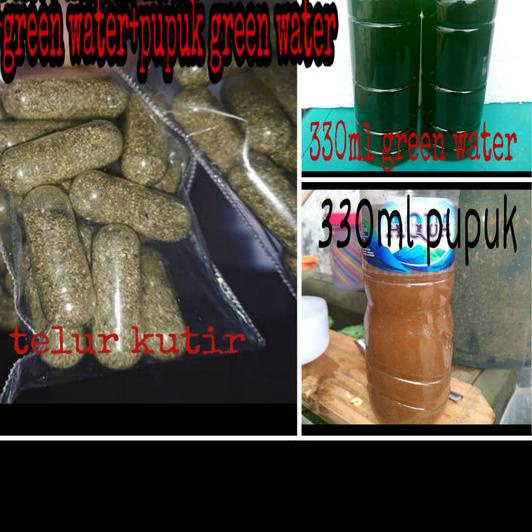 ○ PAKET KULTUR KUTU AIR MOINA DAN PANDUAN TERNAK ➼