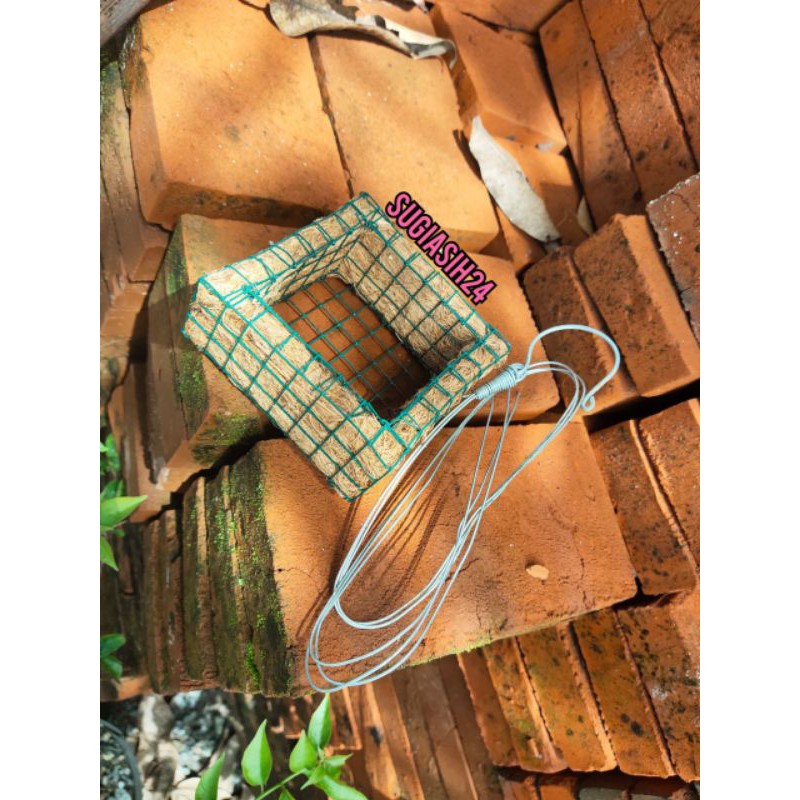 POT GANTUNG ANGGREK VANDA