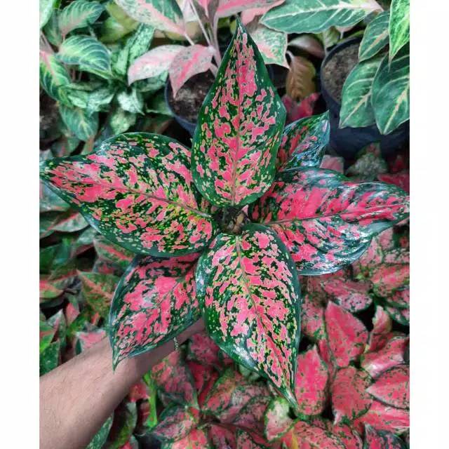 Tanaman Hias Aglonema Dud Anjamani - Aglonema Anjamani