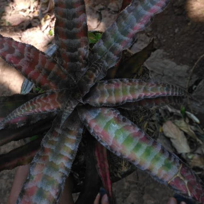 

>COD.E-0557!! criptantus zebra totol merah Termurah