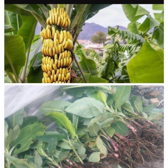 

pisang cavendis