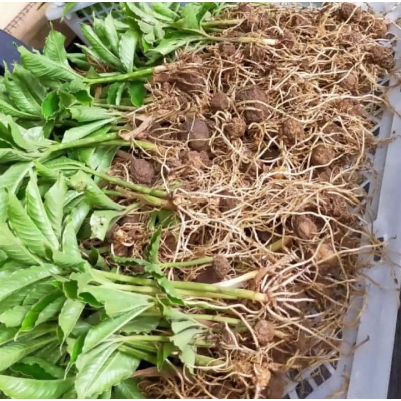 BIBIT PORANG CABUTAN SIAP TANAM | CABUTAN (POHON) DARI KATAK DAN UMBI