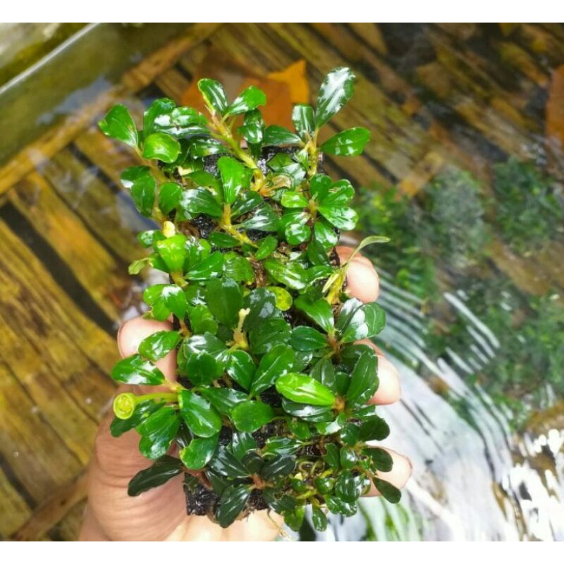 buce tanaman aquascape