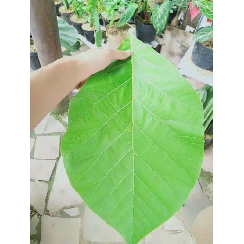 Daun Jati Segar