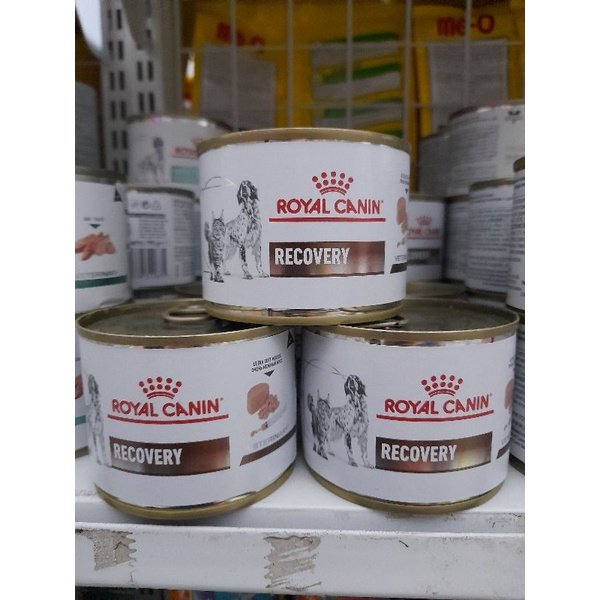 Royal Canin Recovery kaleng 195g makanan basah kucing