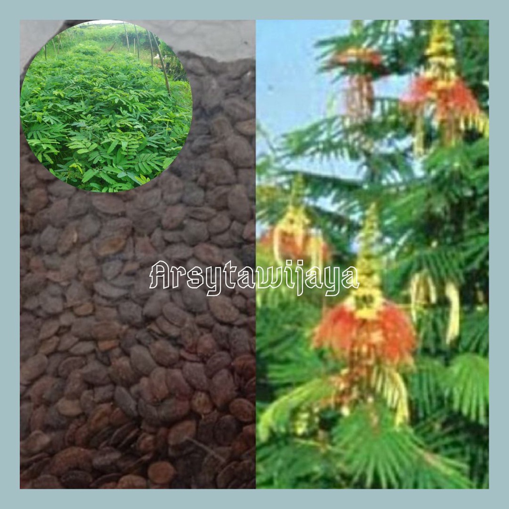 BIBIT KALIANDRA MERAH, PAGODA, PAKAN TERNAK