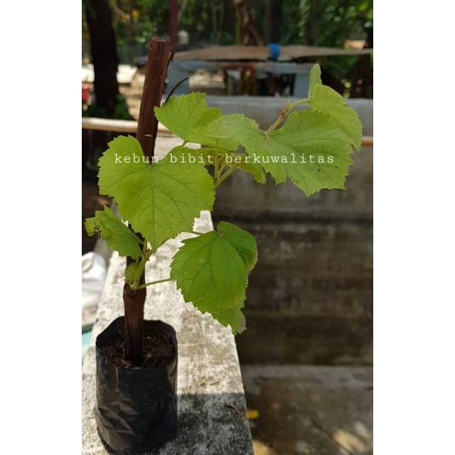 BIBIT ANGGUR LOKAL STEK BATANG/TANAM CUTTING/BATANG TUA,SUPERUNGGUL CEPAT BERBUAH