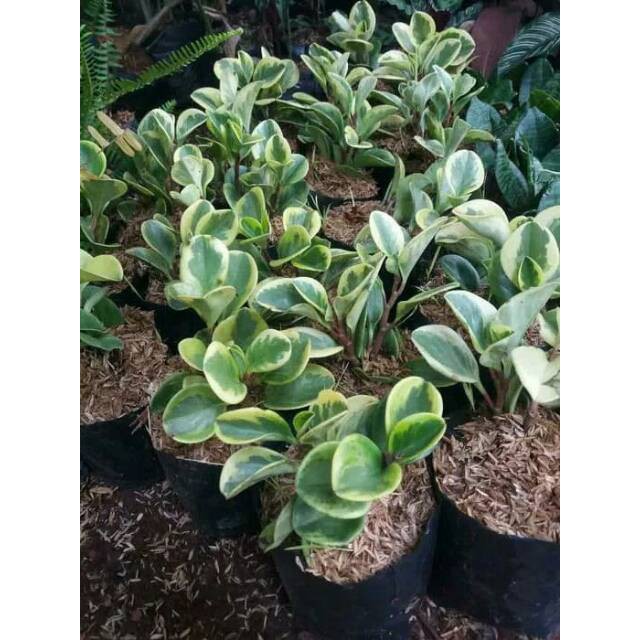 Tanaman hias peperomia Obtusifolia variegata peperomia varigata jade plant jadeplant zetplen