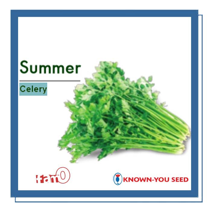 Benih / Biji / Seed Seledri Summer Celery Known-You