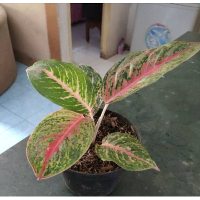 bibit Tanaman hias aglaonema big papa - tanaman hias aglaonema - aglonema big papa