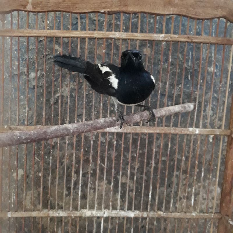 kacer jawa barat bahan jantan muka garong