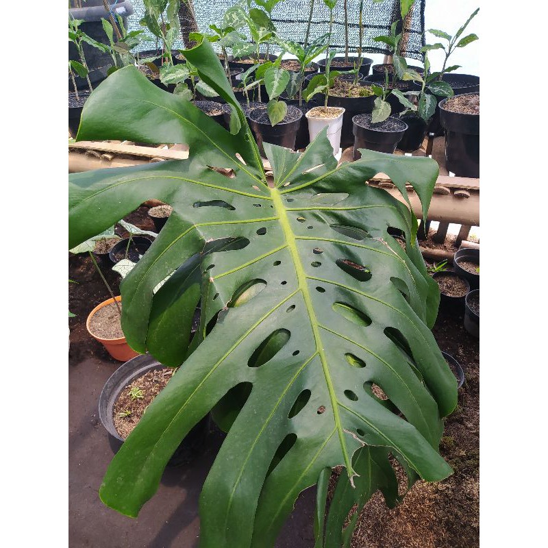 Monstera King #King Monstera