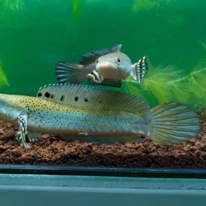 

Diskon Khusus BABY CHANNA BLUE PULCHRA