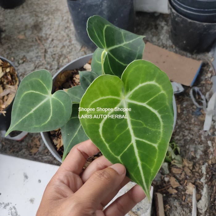 Tanaman hias kuping gajah tarantula baby - Baby 2 daun