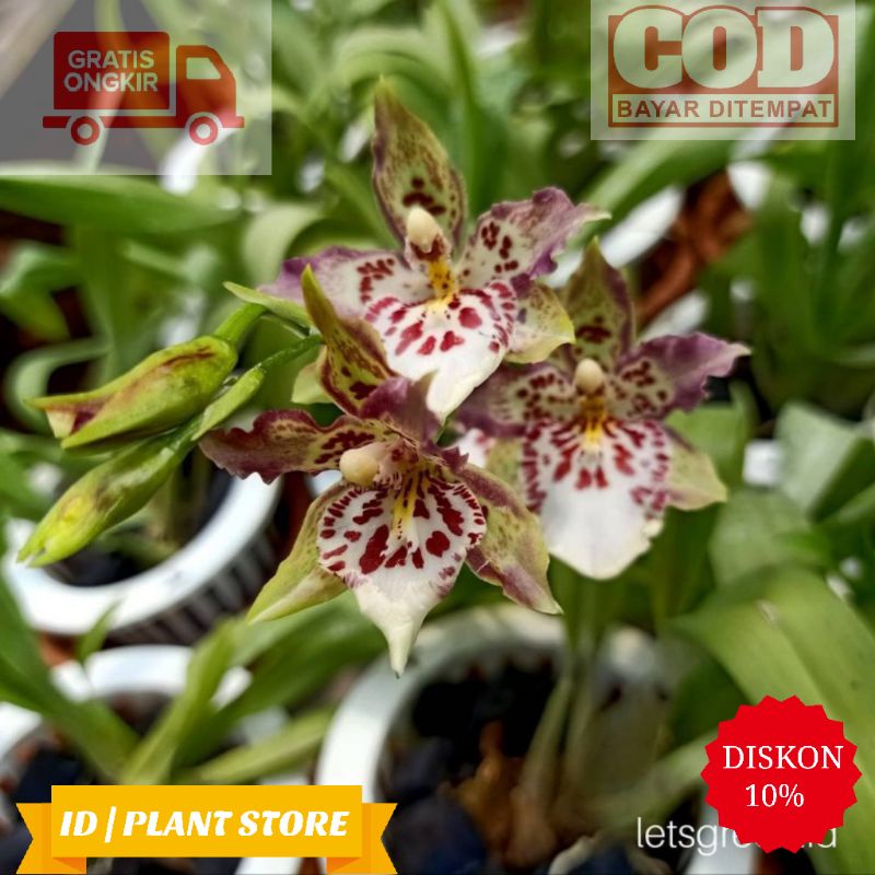Anggrek oncidium guan shin diamond hybrid