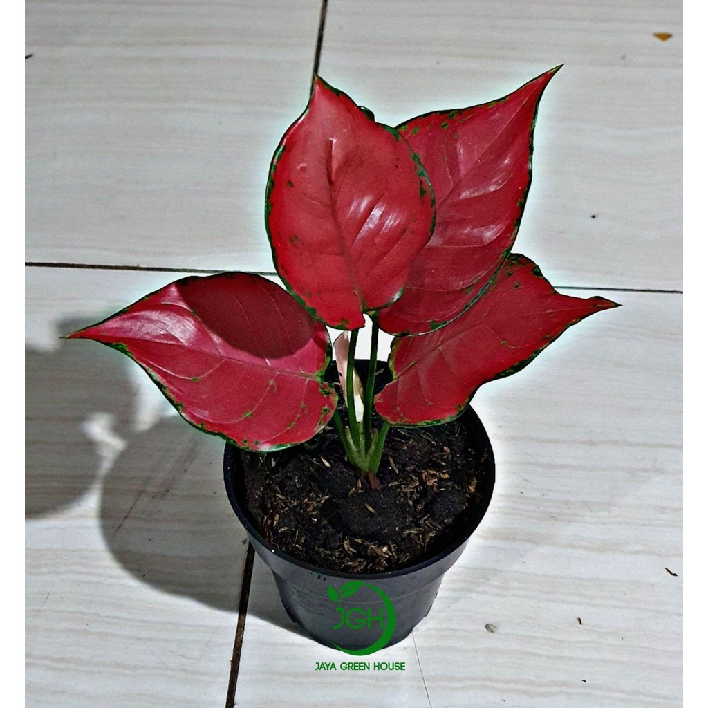 Aglonema Red Anjamani (anakan 3-4 daun)