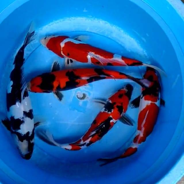 Paket Ikan Koi Blitar Mix Showa Shiro Kohaku 20 cm  Shopee Indonesia