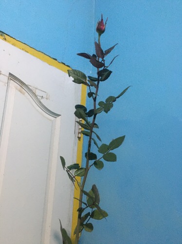 Tanaman Hias Mawar Tanpa Duri