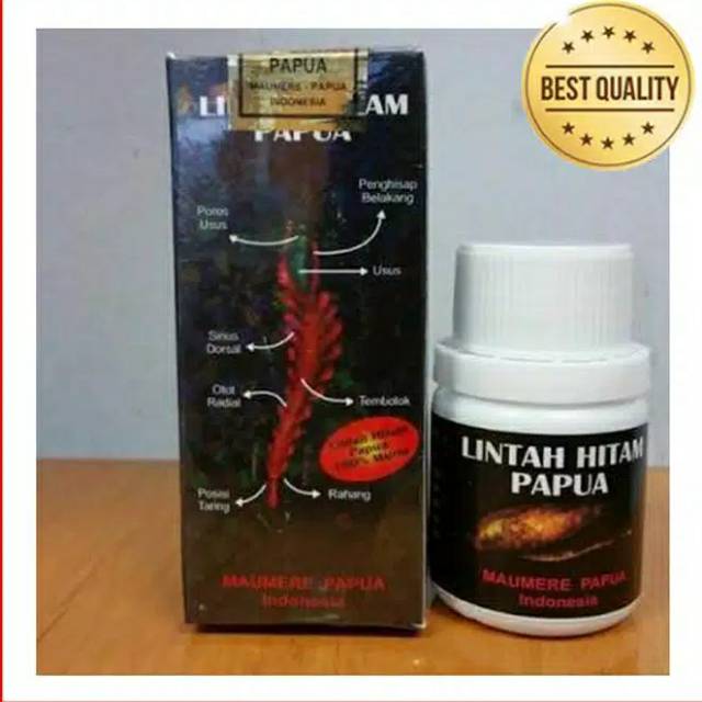 

Minyak lintah papua original